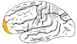 By Gray, vectorized by Mysid, coloured by was_a_bee. (File:Gray726.svg) [Public domain], via Wikimedia Commons